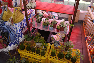 monaka(多肉植物)