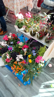 monaka(多肉植物)